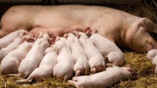 Best Age To Breed Your Pigs For Maximum Production At What Age Can Pigs Be Mated Howtostartapigfarm