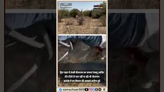 दाता गांव में नीलगाय का सफल रेस्क्यू, वन विभाग की मानवीय पहल
