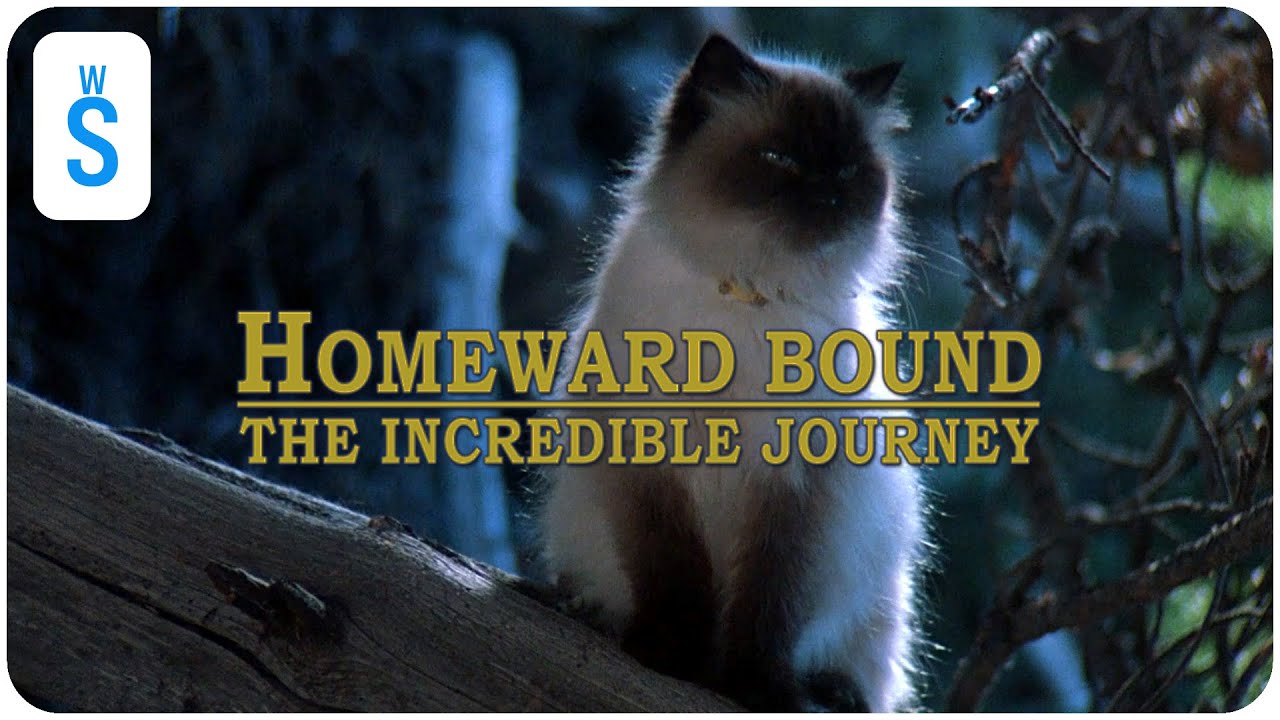 Homeward Bound The Incredible Journey (1993) Scene First Night Out Homeward Bound The Incredible Journey (1993) Scene First Night Out