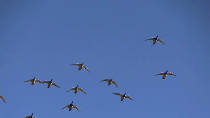 1,400 acre Duck Hunting Property For Sale on St. F...
