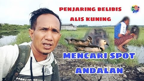 PENJARING BELIBIS ALIS KUNING DAPAT SPOT ANDALAN
