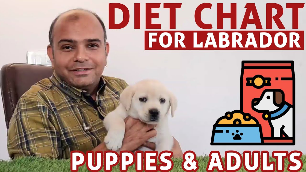 Diet Chart (Labrador Retriever) Full Day of Feeding Puppy & Adult Dog