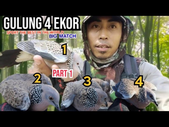 SPOT MIKAT TEKUKUR TERKAYA DI DUNIA , DELAPAN EKOR LANGSUNG IKUT PULANG. ( SUMBAR) class=