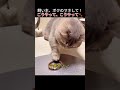 飼い主、ボクのマネして!こうやって、こうやって🐾