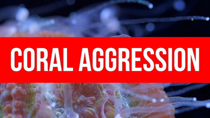 Coral Aggression & Thoughts on Coral Placement