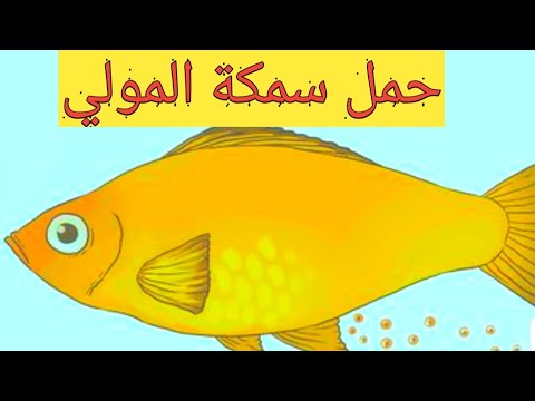أعراض حمل سمكة المولي