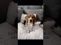 you adopt a dog who now still prefers to sleep outside#sponsored #natpat #adopt #dogsoftiktok #dogs