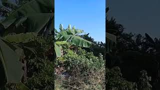 Lagu : KERINDUAN (Indahnya Desa di utara Gubug Tegowanu Grobogan Jateng).