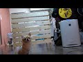 DIY Tedo's Kitchen ep1 カウンターキッチンを作ってみた前編