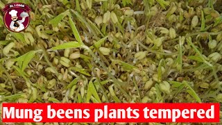 How to make sri lankan mung beans plants tempered by ? sl 1 cook ? sinhala cooking show 2023.