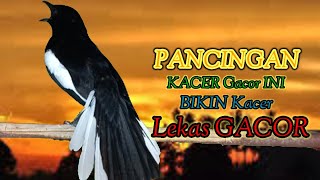 SUARA KACER GACOR NGEPLONG BUAT PANCINGAN KACER BAHAN DIPAGI HARI SUPAYA LEKAS BUNYI LANGSUNG NYAUT