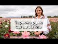 Червона ружа ще не зів яла Folk Ukr Musiс Official Audio