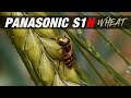 Panasonic S1H - Macro - Wheat - Bugs