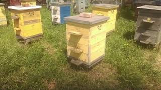 Подготовка пчел к первому медосбору в мае и начале июня