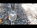 Rabbit too interested in humans