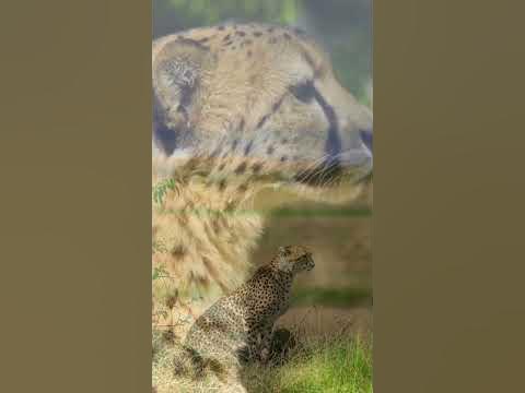 On the Prowl: The Lightning Speed and Agile Hunting of Cheetahs - YouTube