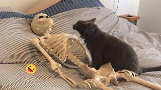 Funny Dog And Cat Videos   Best Funny Animal Videos 2023  #7.mp4