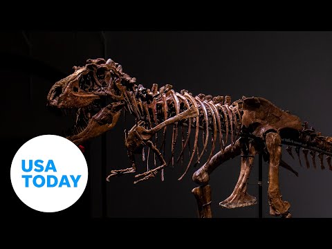 Dinosaur skeleton set for multimillion-dollar auction | USA TODAY