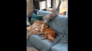 Issue 16: Cat Pounces on Shiba Inu Dog Friend ('it's about how you get there') by Sultan and Cairo 1,224 views 3 years ago 49 seconds