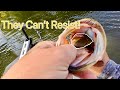 They Would NOT Stop Biting This Bait