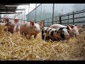 Bunte Bentheimer Schweine auf dem Bioland-Hof Rülfing (6. VIP-Kundenfahrt)