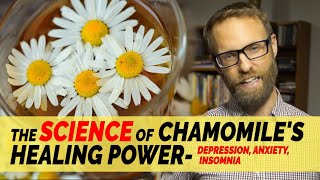 Chamomile Fact Or Fiction Does It Actually Help Anxiety Depression And Sleep?