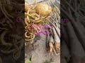 #gardenflowers #garden #gardenplants