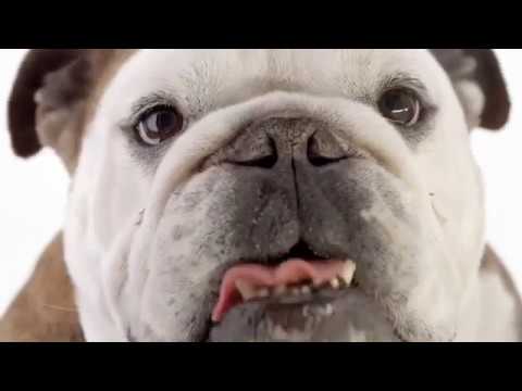 nexgard for dogs 60 120 lbs