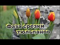 Фаза срезки тюльпанов | Когда срезать тюльпан? | Инструкция в описании