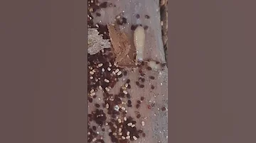 سوس الخشب يتغذى على شيش بلكونه 