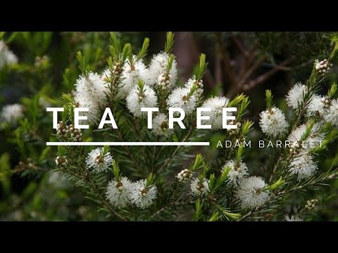 Video: Melaleuca Melaleuca (tea Tree) - Home Care