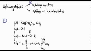 Lipids 12:  Sphingolipids