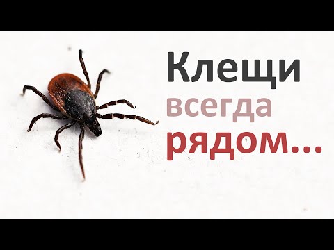 Видео: Могут ли клещи жить в бассейнах?