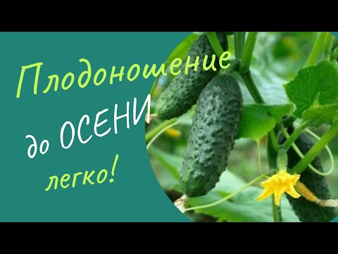 Всего одна простая хитрость,  поможет продлить урожай огурцов до октября!