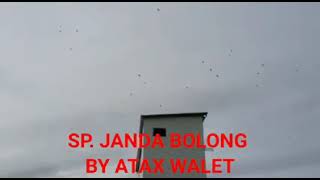 On Perdana dengan Suara Panggil Janda Bolong original by Atax Walet