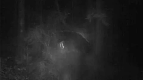 Bigfoot Australian Yowie On Tree Camera Queensland Rainforest