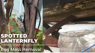 Celebrity How to remove spotted lanternfly eggs masses Wealth