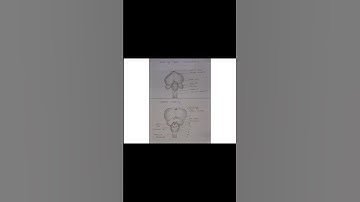 Drawings of Comparative Anatomy of Brains