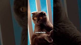 This Cat FROZE In His Tracks.. 😂