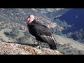 California Condor 726 at High Peaks with Crowd