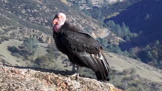 California Condor 726 at High Peaks with Crowd