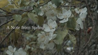 ASMR 🎧 A Note from Spring | Healing 4K Nature Video | Mindfulness Presence Awareness 