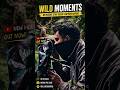 Wildlife Photography in Action | Real Forest Encounter 📸 #ytshorts #shorts #wildlife #nature