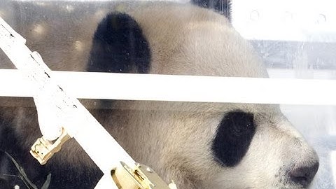 Giant pandas fly first class into Canada