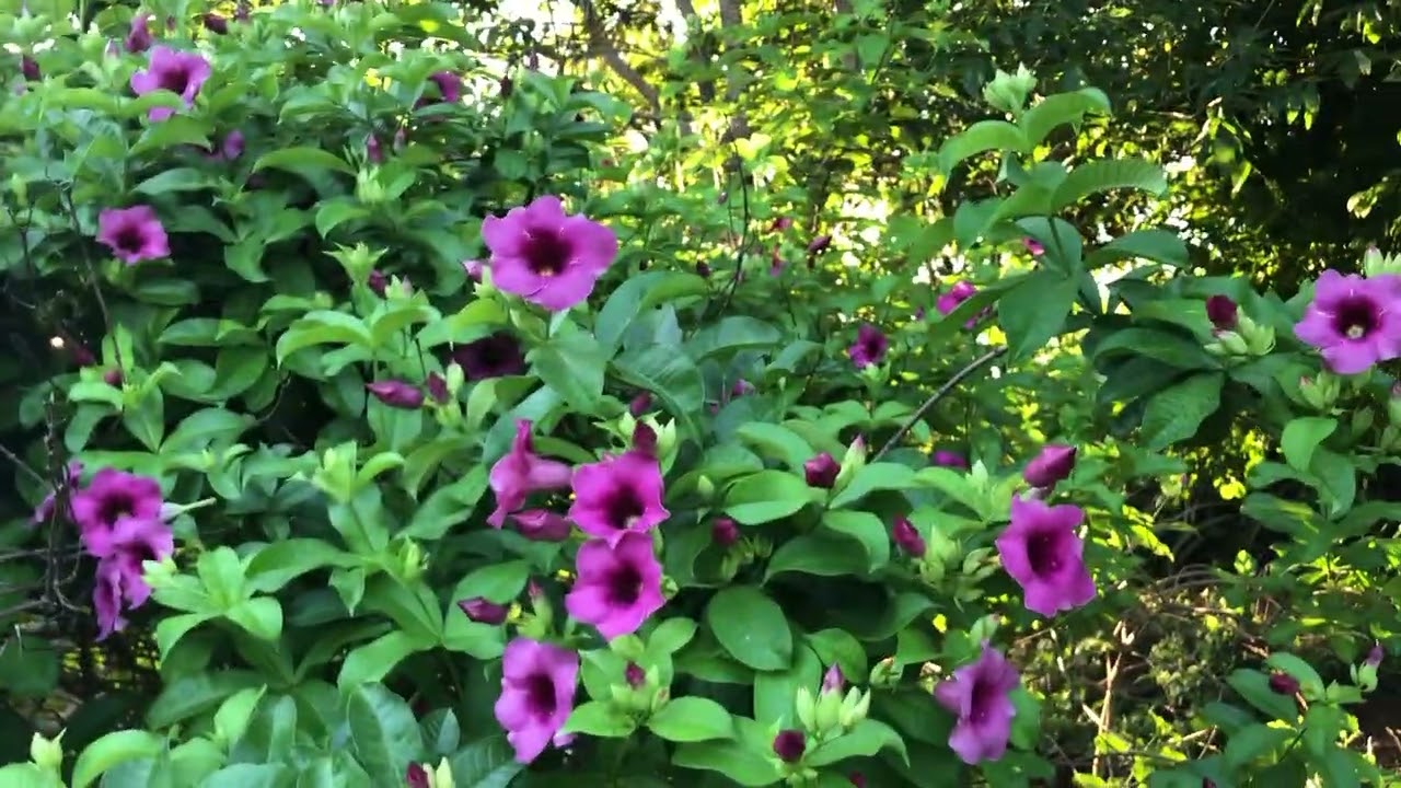 Como está a jabuticabeira depois da ☔️ 🌧️ 👏🙏👏