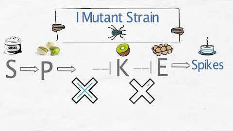 GN 311 4-2C: Developmental Genetics