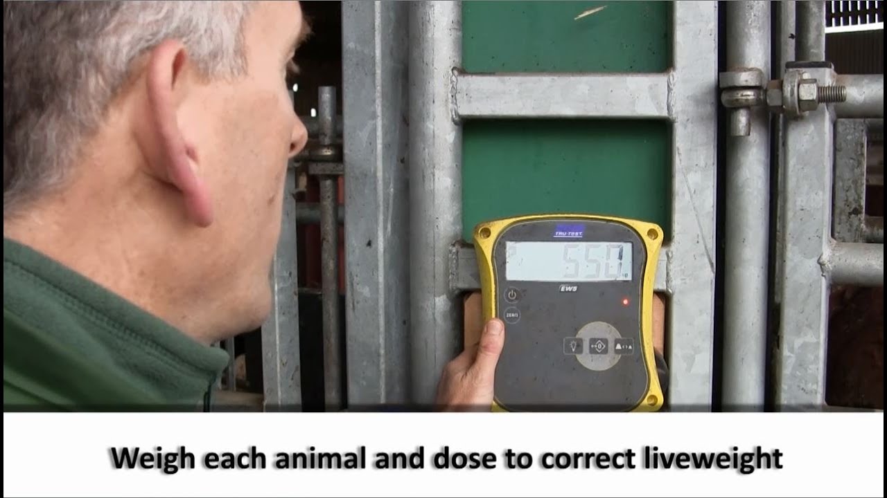 agriculture industry in australia Dosing anthelmintics accurately to liveweight
