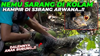 GAWATTT..! NEMU SARANG BERISI ANAKAN DI KOLAM..! HAMPIR DIS3RANG ARWANA..!!