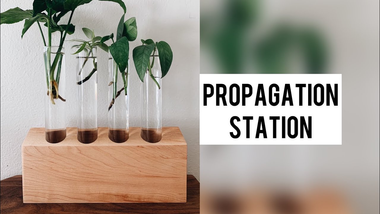 Plant Propagation Station