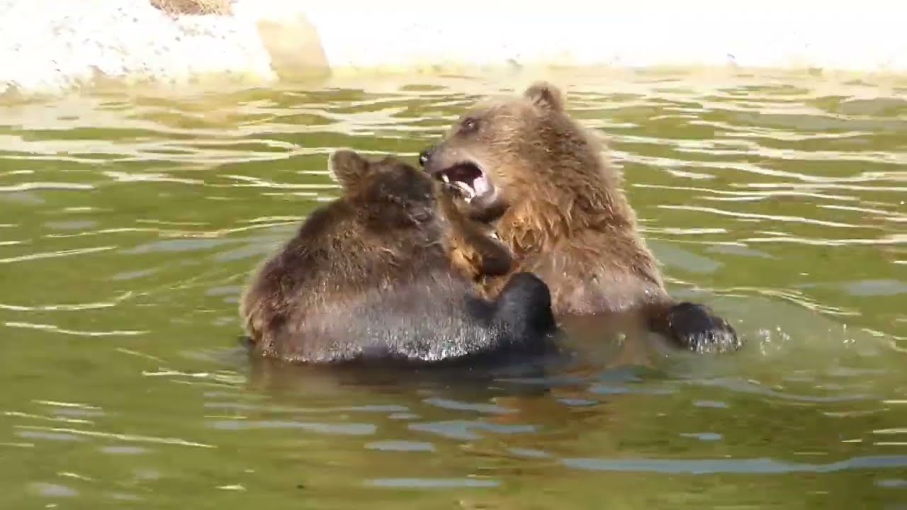 Bears having fun in the water